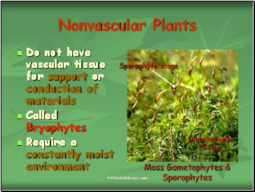 Nonvascular Plants