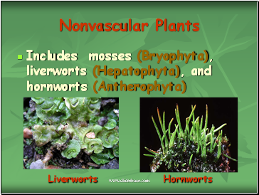 Nonvascular Plants