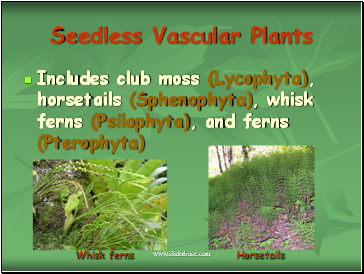 Seedless Vascular Plants