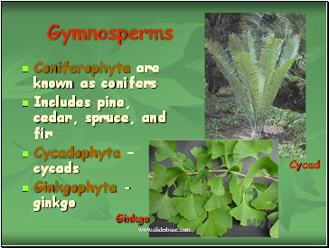 Gymnosperms