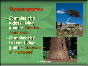 Gymnosperms