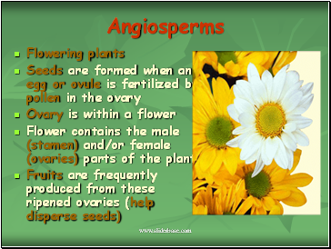 Angiosperms