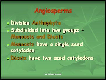 Angiosperms