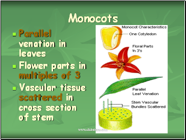 Monocots