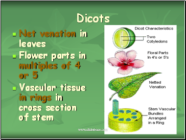 Dicots