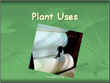 Plant Uses