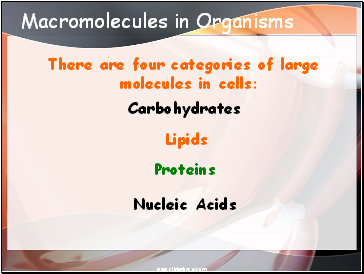 Macromolecules in Organisms