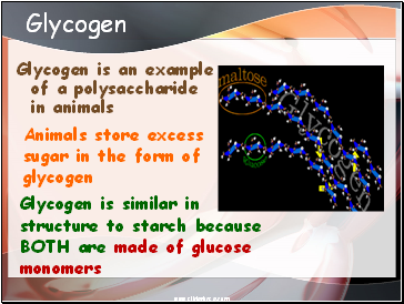 Glycogen