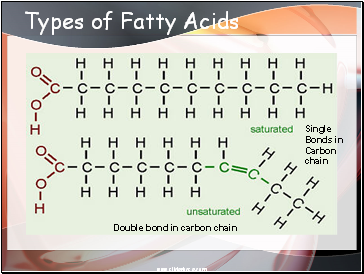 Types of Fatty Acids