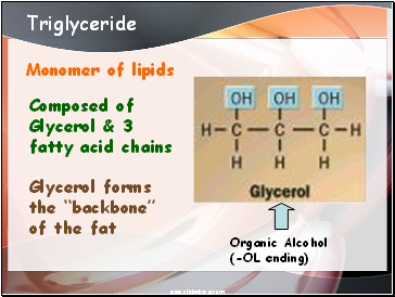 Triglyceride