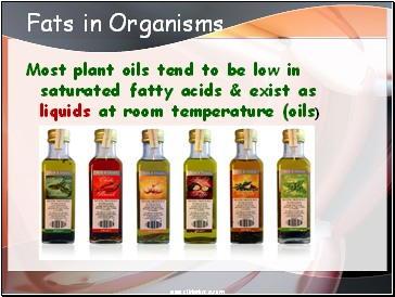 Fats in Organisms