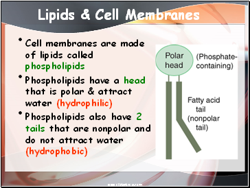 Lipids & Cell Membranes