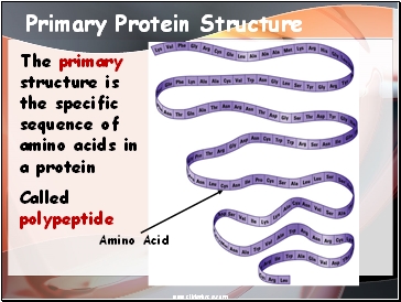 Primary Protein Structure