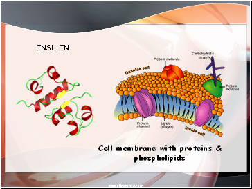 INSULIN