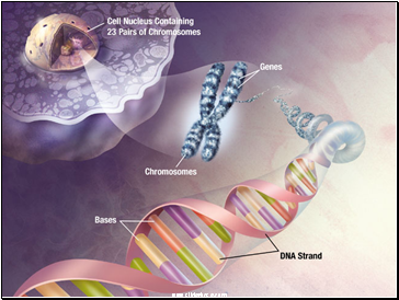 Nucleic Acids