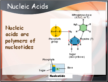 Nucleic Acids