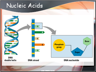 Nucleic Acids