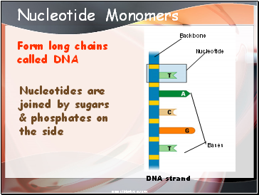 Nucleotide Monomers