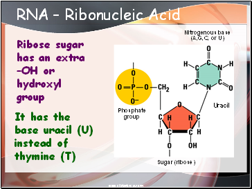 RNA  Ribonucleic Acid