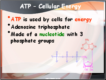ATP – Cellular Energy