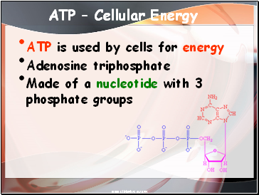 ATP  Cellular Energy