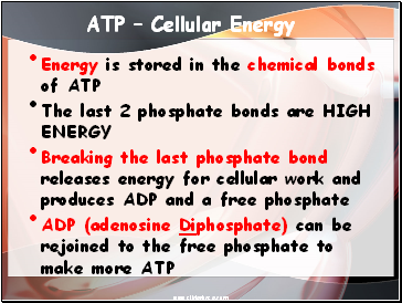 ATP  Cellular Energy