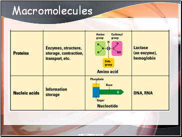 Macromolecules