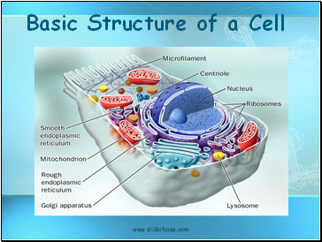 Basic Structure of a Cell