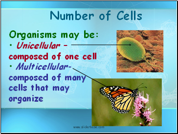 Number of Cells