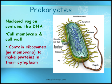 Prokaryotes