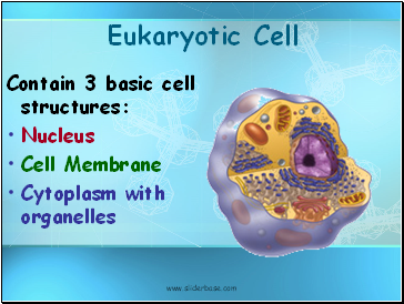 Eukaryotic Cell