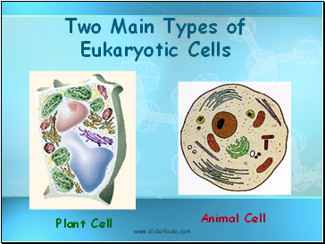 Two Main Types of Eukaryotic Cells