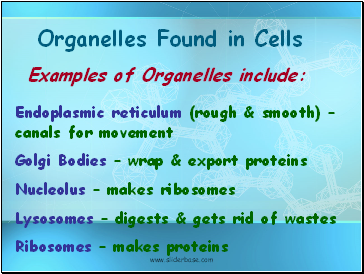 Organelles Found in Cells