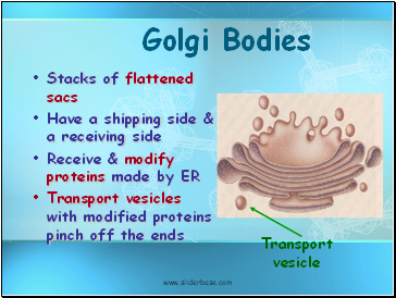 Golgi Bodies