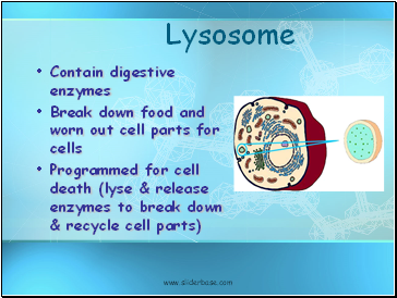 Lysosome