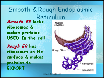 Smooth & Rough Endoplasmic Reticulum