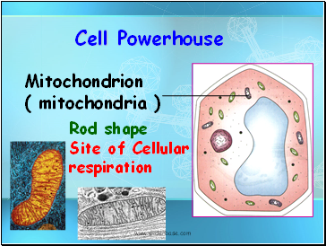 Cell Powerhouse
