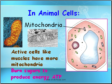 Active cells like muscles have more mitochondria
