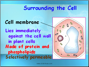 Surrounding the Cell