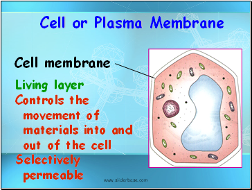 Cell or Plasma Membrane