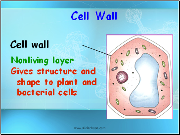 Cell Wall