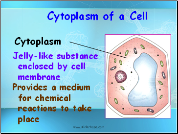 Cytoplasm of a Cell