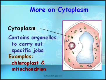 More on Cytoplasm