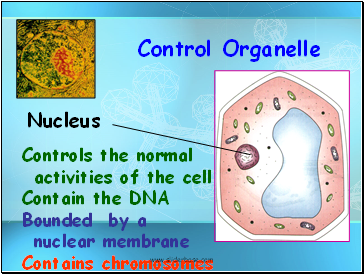 Control Organelle