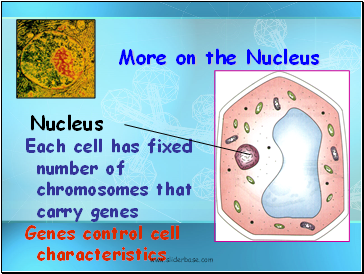 Each cell has fixed number of chromosomes that carry genes