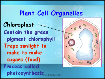 Contain the green pigment chlorophyll