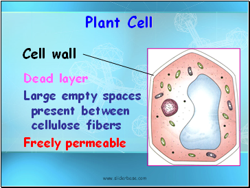 Plant Cell