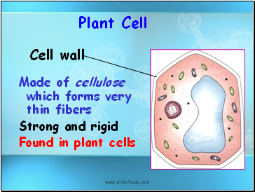 Plant Cell