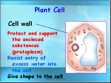 Protect and support the enclosed substances (protoplasm)