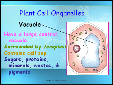 Plant Cell Organelles
